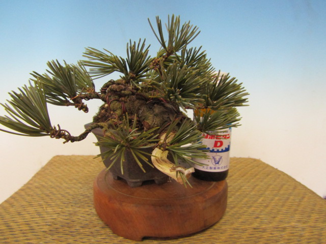 取扱商品 | 盆栽のたかはら苑