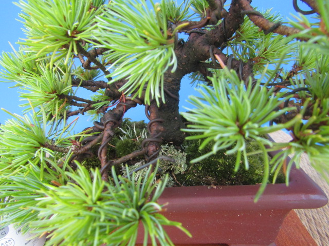 那須五葉松白笹性　根上がり懸崖