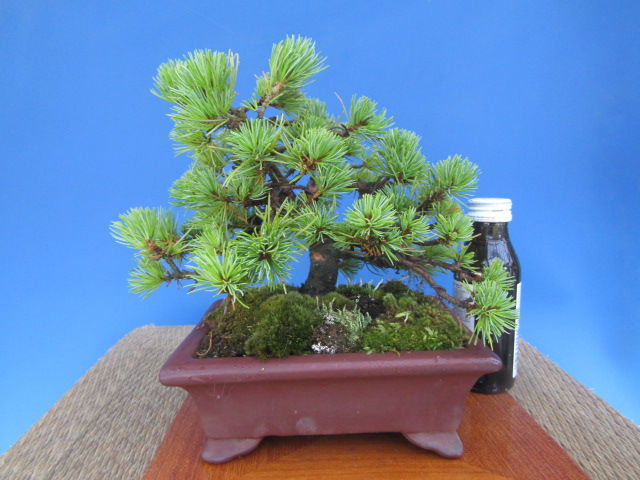 那須五葉松白笹性　根上がり懸崖